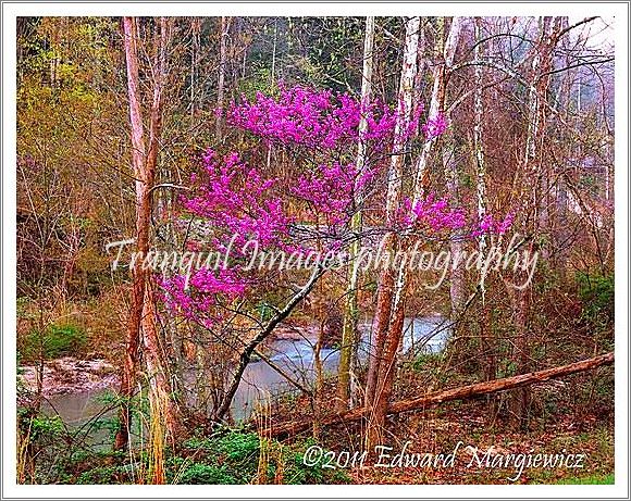 450741 Redbuds in the Daniel Boone Forest